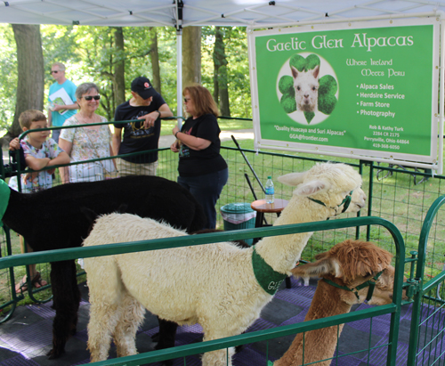 Gaelic Glen Alpacas on One World Day in Cleveland